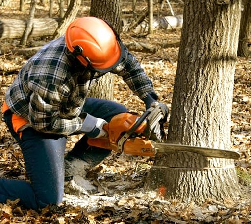 Tree Removal in Mystic, IA